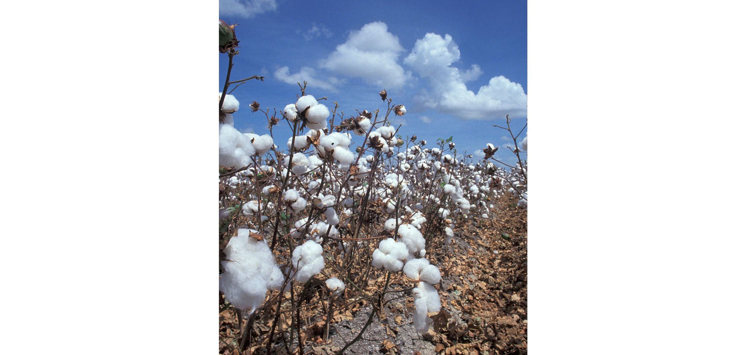 Le coton bio, la matière de demain ?